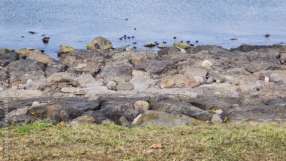 Fototapeta premium seaweed covered rocks by the sea