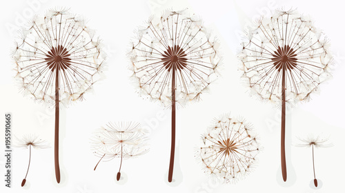 Illustration of three dandelions in seed, with detached seeds drifting on white