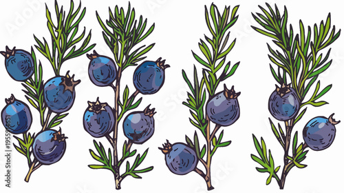 Illustration of juniper branches with blue berries and spiky green leaves