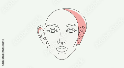 Stylized Human Head Outline with Highlighted Ear and Hairline - Artistic Representation
