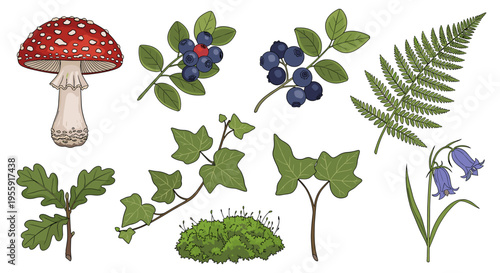 A collection of detailed illustrations of various forest elements including a mushroom, berries, ivy, moss, oak leaves, fern, and bluebells.
