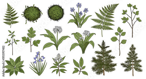 A collection of detailed botanical illustrations showcasing various plants, flowers, and trees in a top-down and side view.