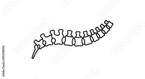 Minimalist Line Art of a Human Spine Curve, Medical and Health Concept