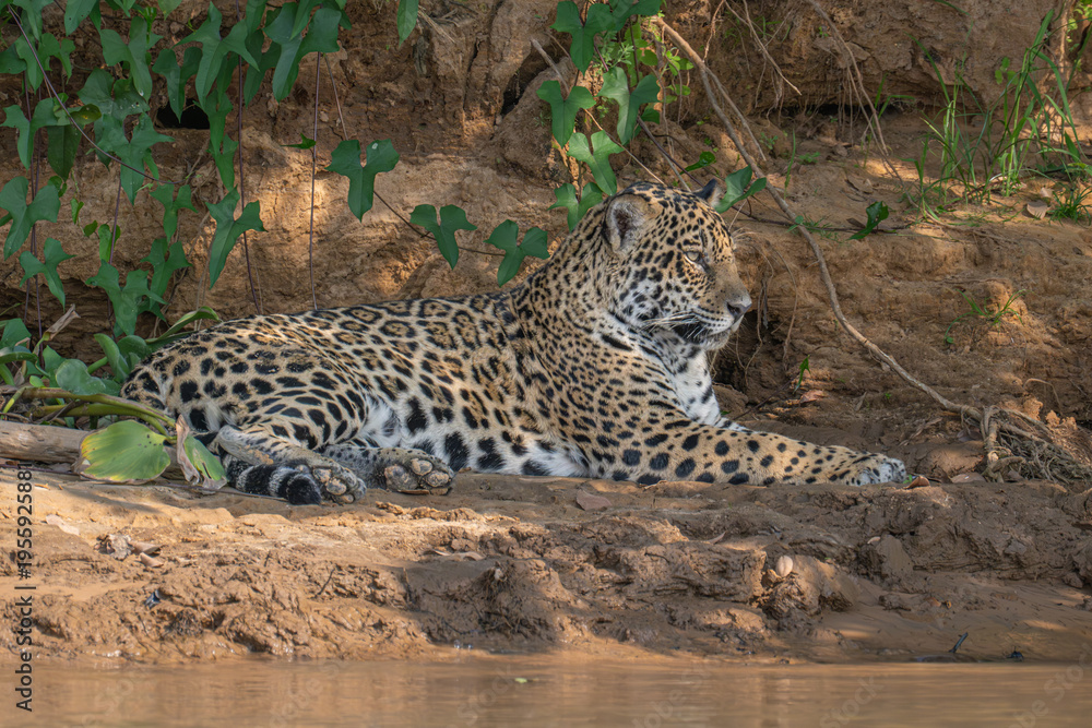Fototapeta premium Jaguar relaxing on a river bank - Brazil