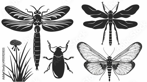 Insect collage illustration featuring dragonfly, beetle, grass and moth silhouettes