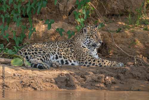 Jaguar relaxing on a river bank - Brazil