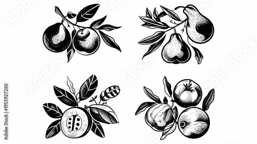 Four clusters of monochrome fruits, detailed vector illustration on white background
