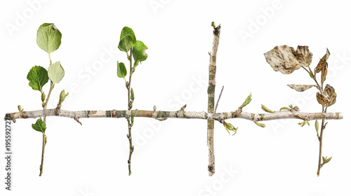Branch with new green leaves and dead leaves on a white background, vector illustration