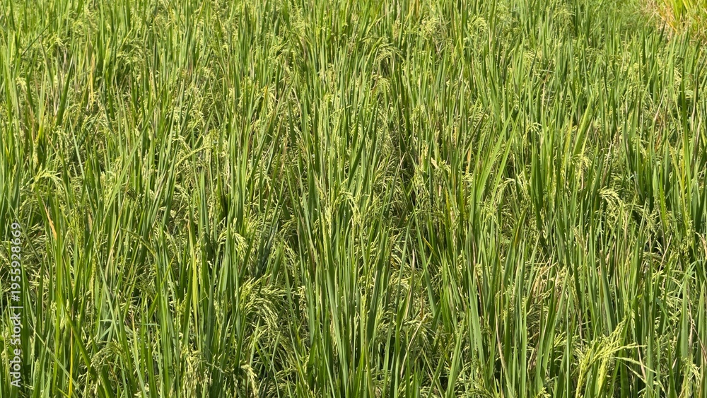 Obraz premium wide view of green rice field plantation, lush paddy plants growing in rows, agriculture landscape, tropical farming and food production concept