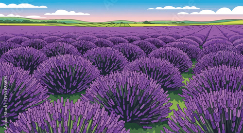 Vibrant lavender field illustration under a clear sky, showing expansive blooming purple flowers across a serene landscape
