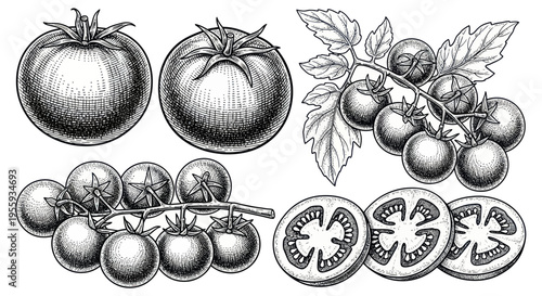 Vintage Tomato Illustrations: Whole, Cherry, and Sliced Tomatoes in Sketch Style