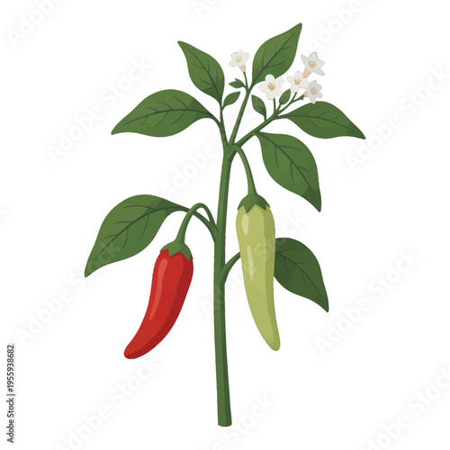 Chili Pepper Plant Illustration Vector, Isolated with Transparent Background for Web and App Design