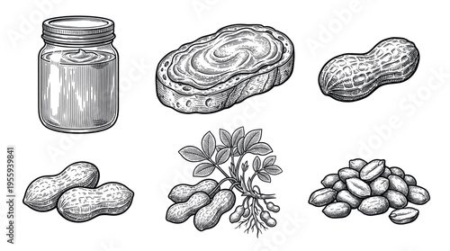 Vintage peanut butter and nut illustration set. Hand drawn engraving style icons including jar, toast, plant and nuts. Perfect for organic food packaging, labels, or menu design.