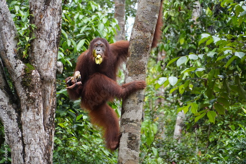 Orangutan in the wild. Indonesia, in a native habitat rainforest Borneo. Bornean orangutan (Pongo pygmaeus). Borneo, Indonesia, 29 December 2025