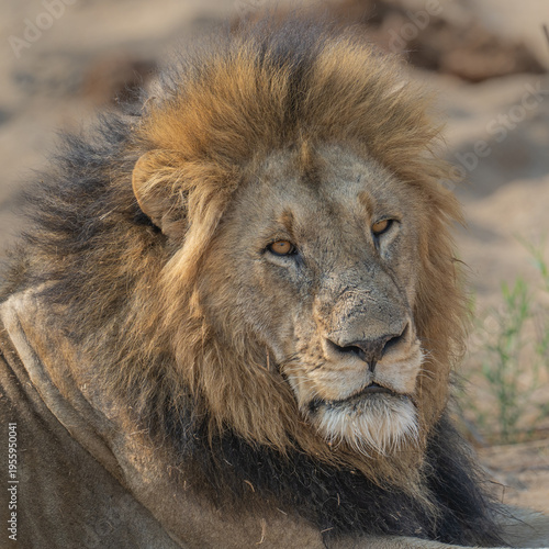 Foto Lion Portrait - Male lion