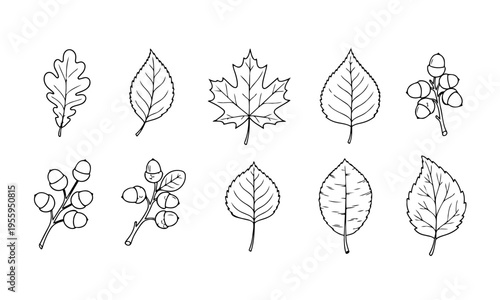 Autumn Leaves Acorns Outline Icons