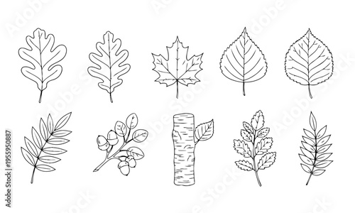 Autumn Leaves Foliage Outline Icons