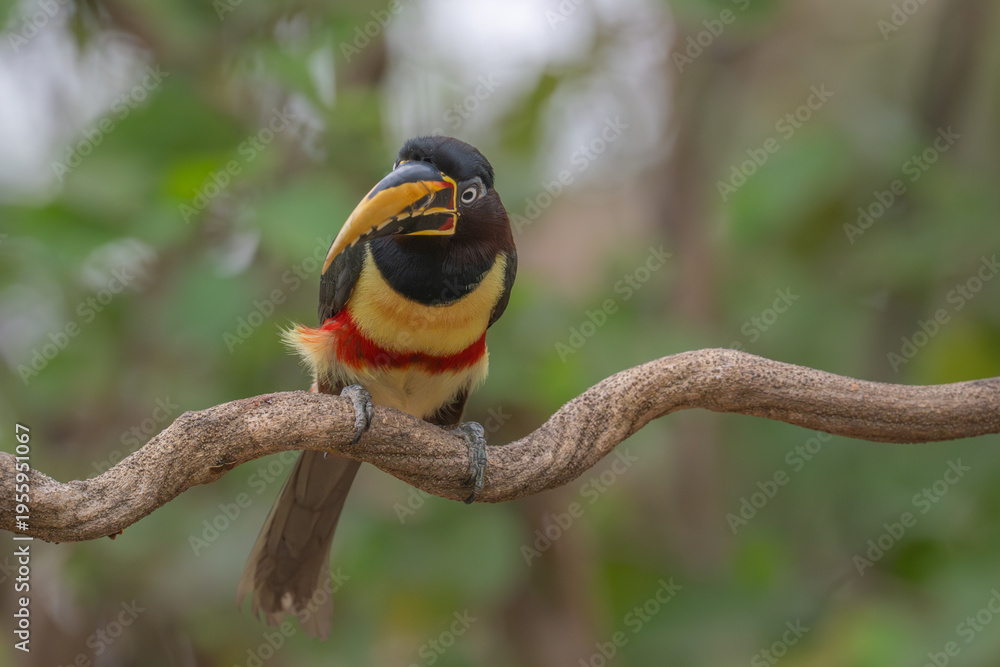 Fototapeta premium Aricari - Pantanal, Brazil