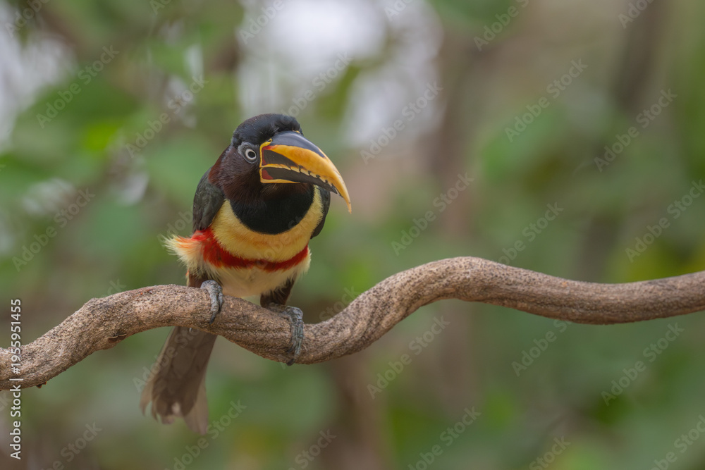 Fototapeta premium Aricari - Pantanal, Brazil