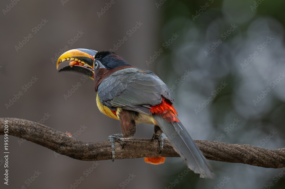 Fototapeta premium Aricari - Pantanal, Brazil