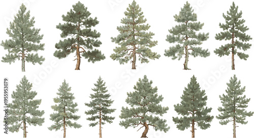 Vector illustration set of twelve various evergreen pine and fir trees with realistic green needles for forest landscape nature and outdoor mountain designs