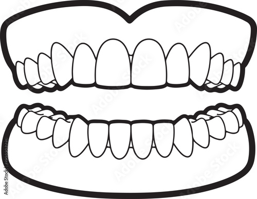 Dental anatomy diagram displaying upper and lower human teeth set within gum lines in clear black and white vector outline illustration