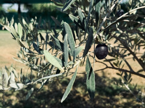 A black olive on a tree on a blurred background.