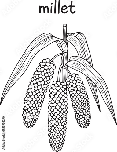 Millet crop illustration, healthy cereal grain plant with leaves and seeds, agricultural food staple, botanical drawing on transparent background
