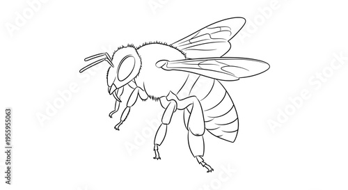 Detailed line drawing of a honey bee in flight, isolated on white background