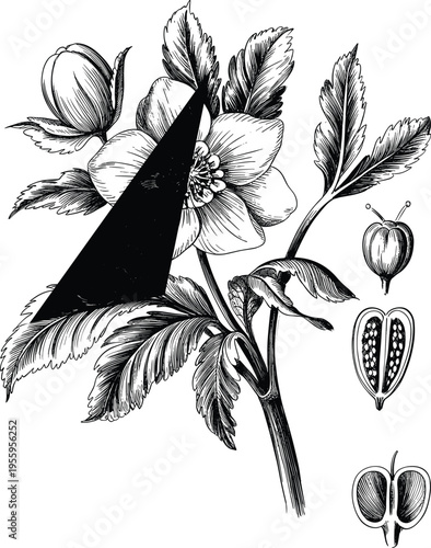 Black and white botanical illustration, detailed flowering plant drawing, scientific seed pod diagrams, vintage botanical art, nature sketch, floral anatomy artwork