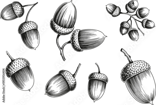 Detailed black and white illustration of acorns, botanical oak seed drawing, nature sketch, educational plant artwork, forest nut design, organic texture
