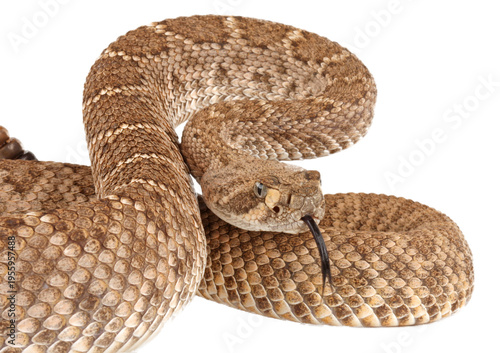 Western Diamondback Rattlesnake (Crotalus atrox). On a white background.