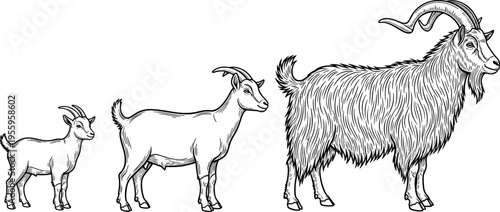 Set of hand drawn goat sketches featuring billy goat and kid characters in vintage engraving style for farm animal botanical vector illustration elements.