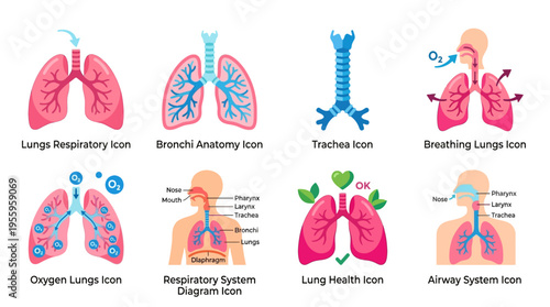 Vector illustrations of human lungs and respiratory system anatomy in detailed medical icons