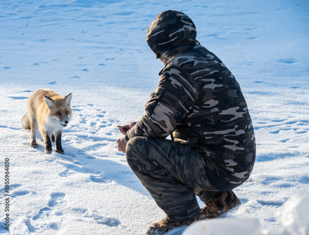 Obraz premium Someone giving food to a red fox was spotted on the ice surface of lake Baikal, Russia. Known for their adaptability, they are often photographed hunting or scavenging on the lake's ice during winter.