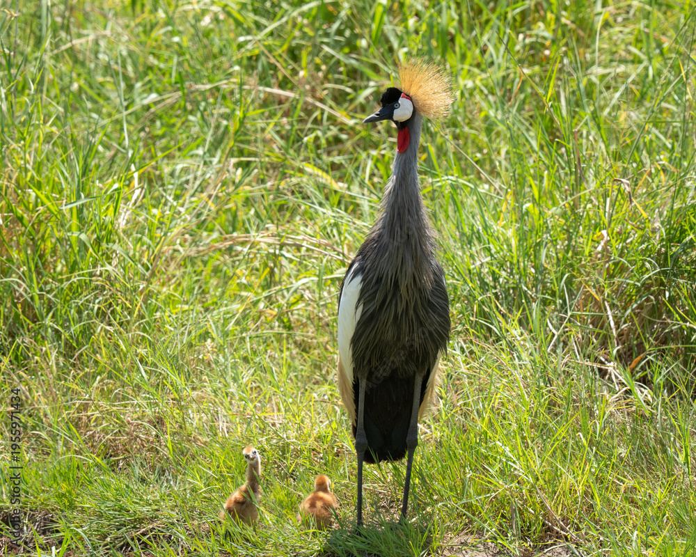 Fototapeta premium Grey Crowned Crane amd two checks feeding