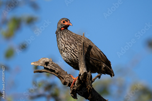 Photography African Red-necked Spurfowl bird sitting on a branch