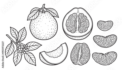 Set of grapefruit illustrations, exotic fruits with leaves and flowers, whole and sliced vector