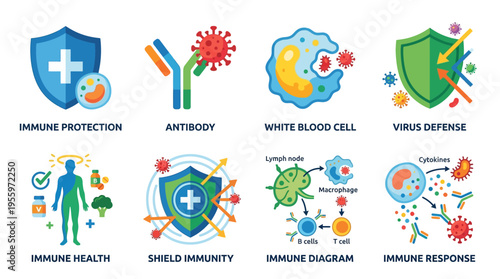 Vector illustration of immune system components, showcasing antibody, white blood cell, and shield immunity in a detailed diagram.