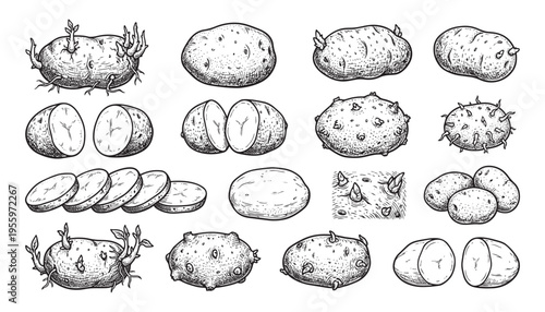 Potato illustrations, root vegetables with sprouts, sliced and whole, vector drawing