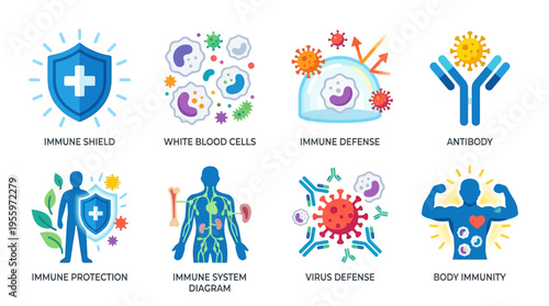 Vector illustration of immune system concepts including shield, white blood cells, defense, antibody, protection, and strong body immunity through science and medicine.