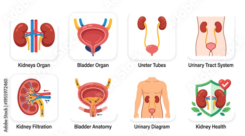 Vector illustration of human urinary system with kidneys, bladder, ureter tubes, and kidney health concepts.