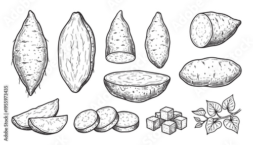 Sweet potato collection vector illustration, various cuts and whole tubers with foliage
