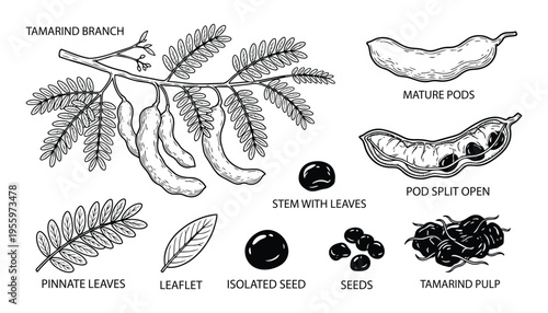 Tamarind plant parts vector illustration, detailed botanical diagram with pods, seeds, and pulp