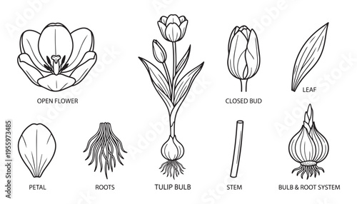 Tulip flower life cycle stages vector illustration, botanical diagram of plant structure