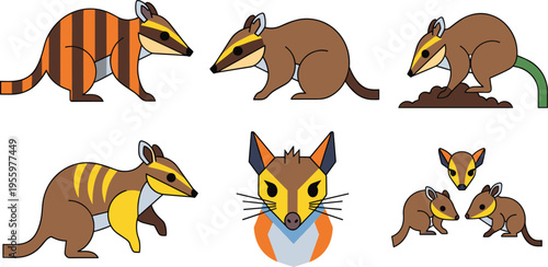 Numbat Animal Set with Different Poses and Expressions Australian Wildlife Collection with Striped Body, Digging Behavior and Face Vector Illustration