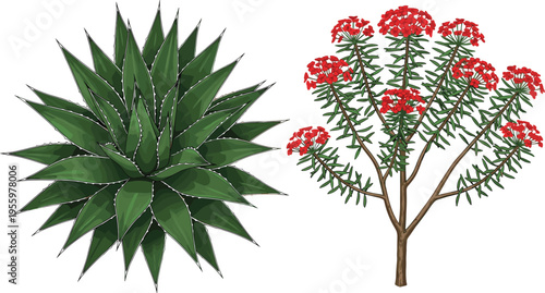 Collection of desert plants featuring green agave succulent top view and red flowering spurge bush for landscape design botanical vector illustration cad drawing sets.