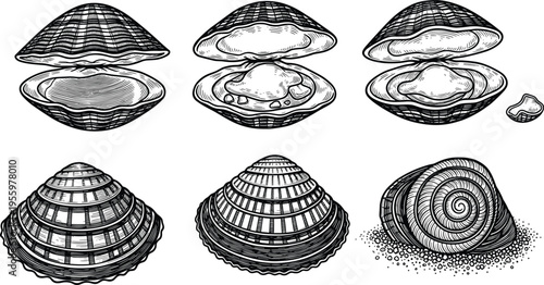 Collection of seashell and clam sketches in vintage engraving style featuring various mollusk shells for marine life nature botanical vector illustration cad drawing sets.