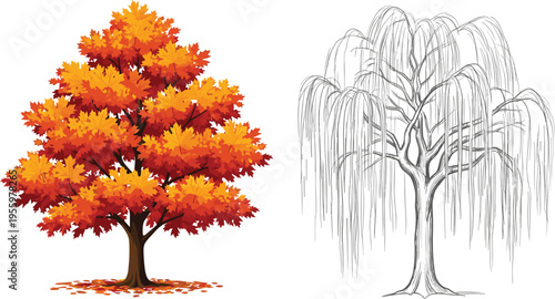 Autumn maple tree with orange foliage and weeping willow line drawing sketch collection for seasonal nature landscape design botanical vector illustration cad sets.