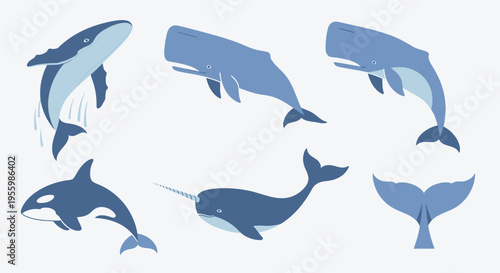Blue whale and orca ocean animals.